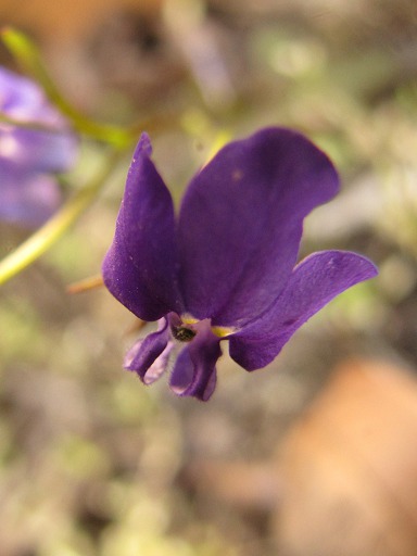 Fleur de Violette