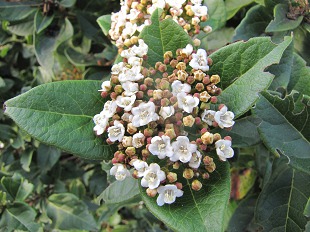 Fleurs et graines de Viorne