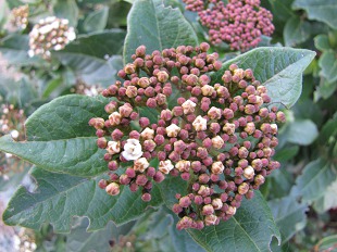 Graines de Viorne