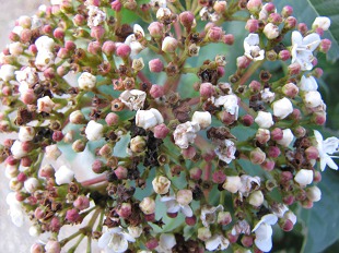 Fleurs et graines de Viorne