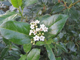 Fleurs de Viorne
