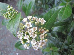 Fleurs de Viorne