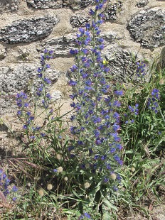 Viperine