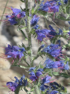 Fleurs de Viperine