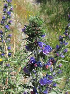 Tête de Vipérine