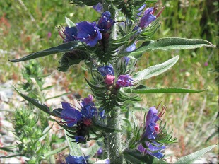Fleur de Viperine