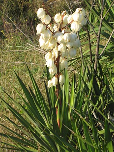 Yucca