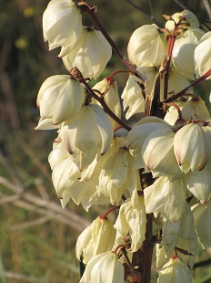 Yucca