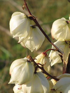 Fleurs de Yucca