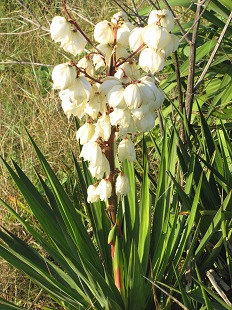 Yucca