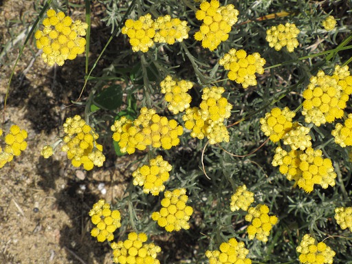 Immortelle des dunes