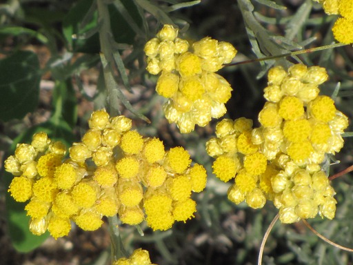 Fleurs d'Immortelle des dunes