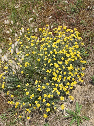 Immortelle des dunes