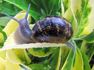 Escargot