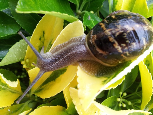 Escargot