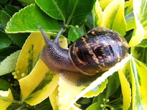 Escargot