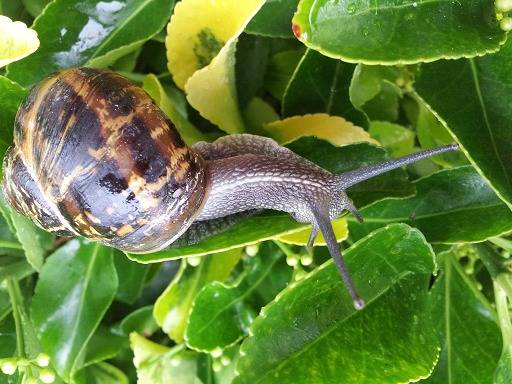 Escargot