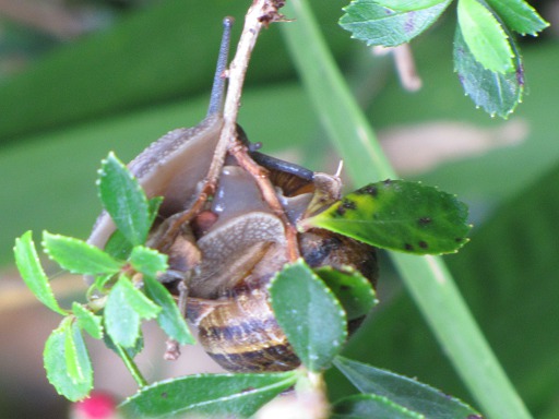 Escargot