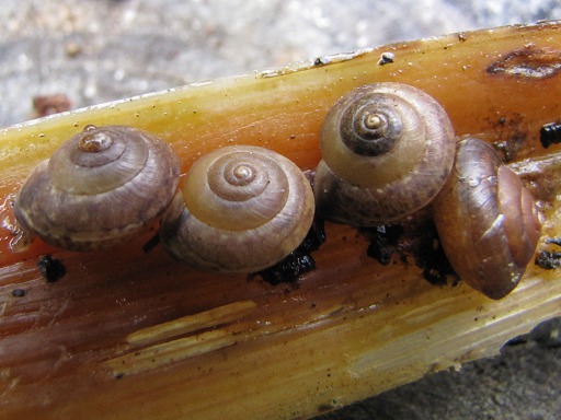Petits Escargot