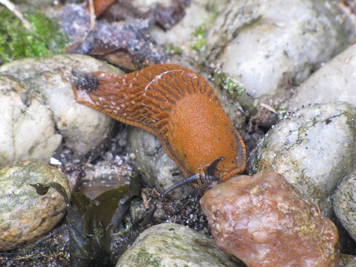 Arion rufus