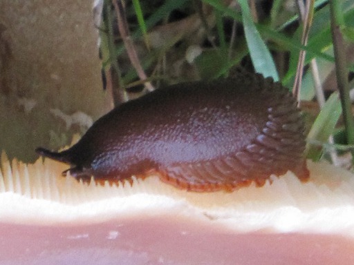 Petite Limace