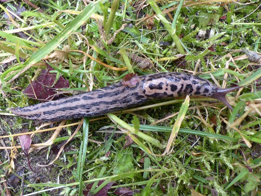 Limax maximus