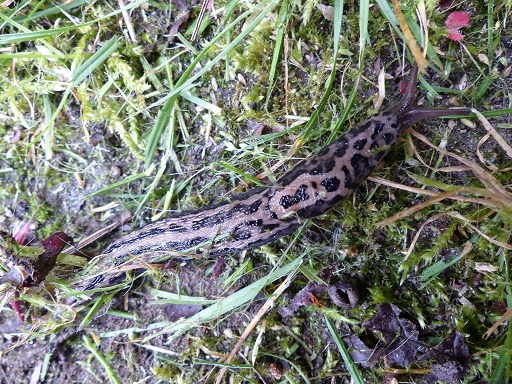 Limace lopard