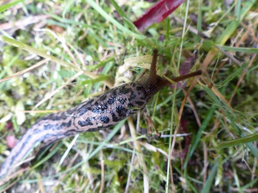 Limax maximus