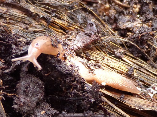 Deroceras reticulatum