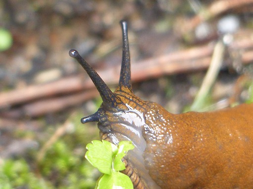 Arion rufus
