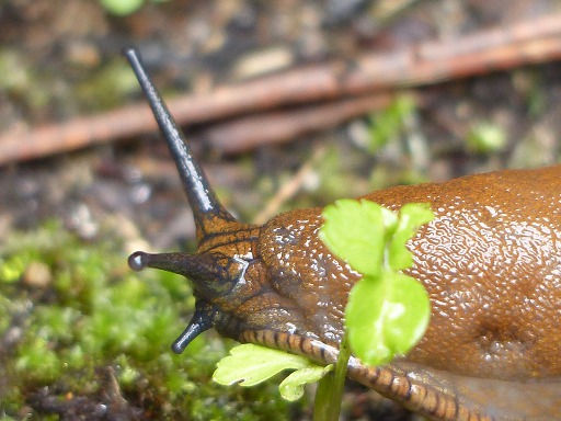 Arion rufus