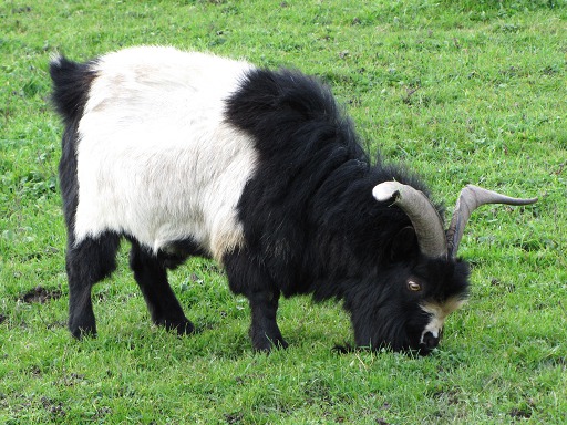 Bouc