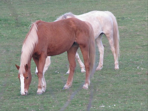 Chevaux