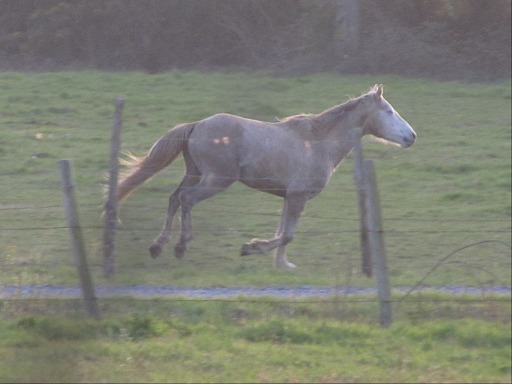 Cheval au galop