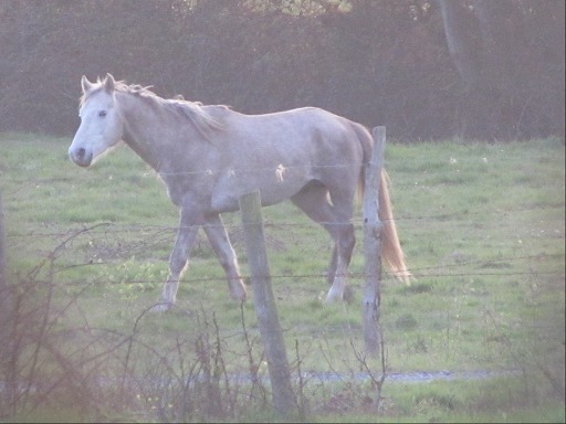 Cheval au près