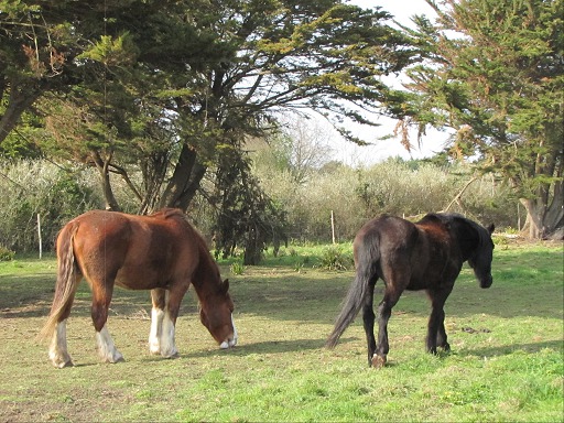Chevaux dans un champs