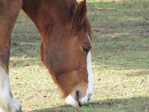 Tête de Cheval