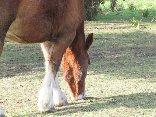 Cheval broutant