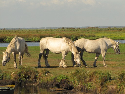 Chevaux