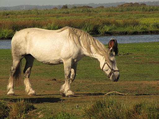 Cheval broutant