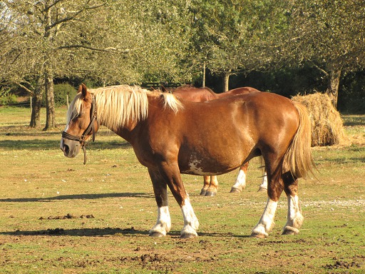 Cheval dans un champs