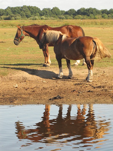Chevaux en Brire
