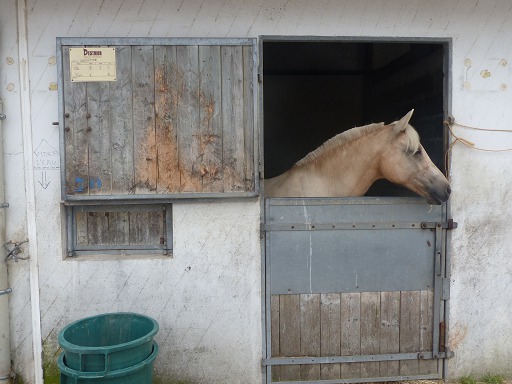 Cheval dans un box