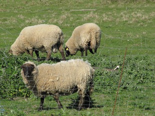 Moutons