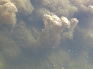 Algues dans les marais salants