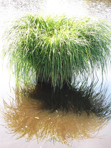 Marais Salants de Brière