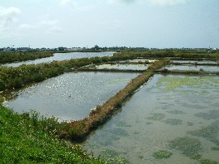 Marais Salants