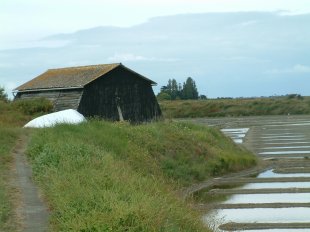 Marais Salants - sel de Guérande
