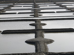 Marais Salants