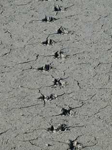 traces d'oiseaux